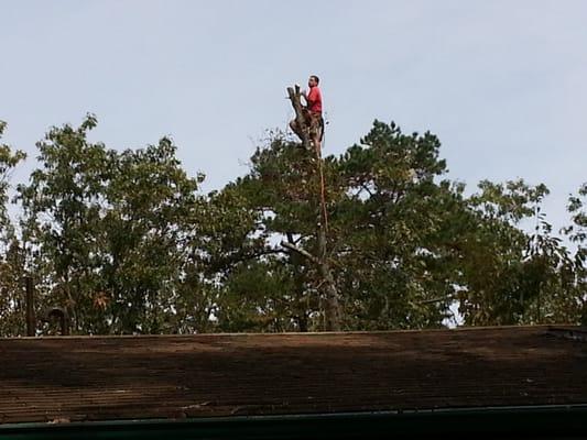 Tree Work