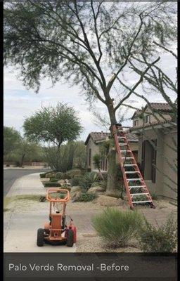 N. Phoenix Palo Verde Removal - Before