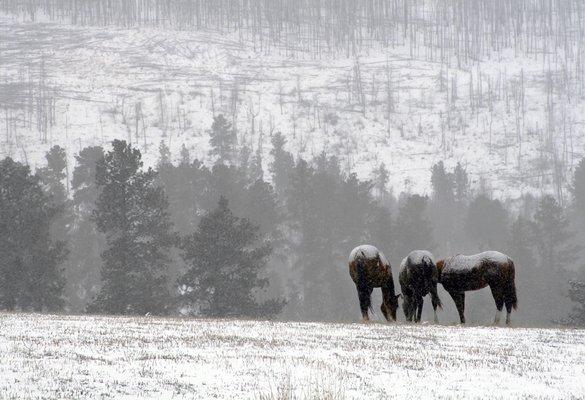 Deadwood Snowgrazers