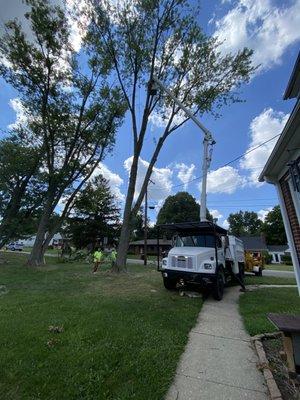 Cutting down Maple tree