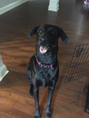 Nicks waiting for her next treat.