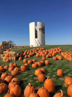 Pumpkins for sale at Apple land