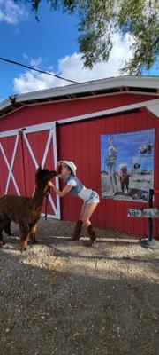 Little Red Barn Wedding Chapel, Las Vegas Farm Wedding, vegas alpaca wedding, red barn wedding chapel, voted #1 wedding chapel Las Vegas