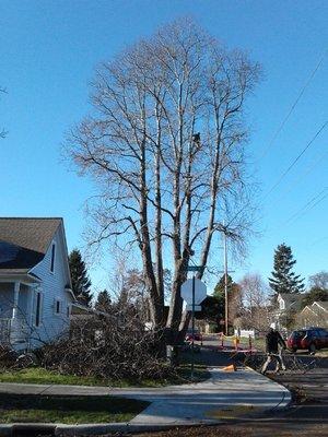 Chestnut Prune Bellingham