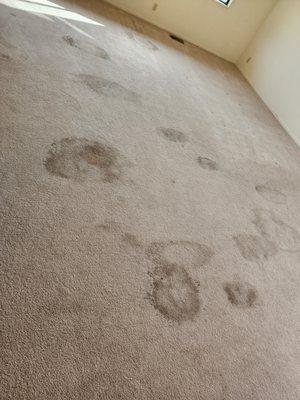 More dirty carpet from renter!