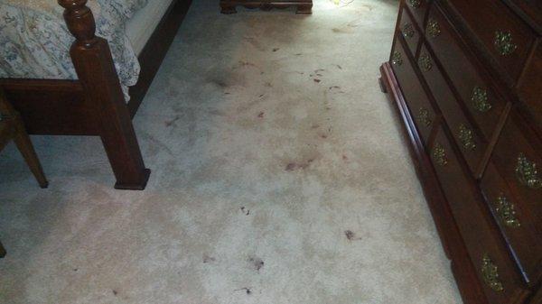 Before Carpet Cleaning in Dunwoody, GA