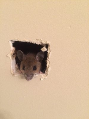 Mouse found in a wall