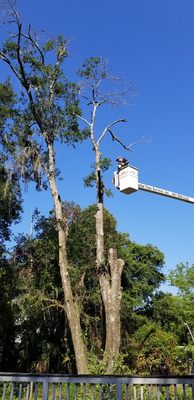 Martin Tree Service