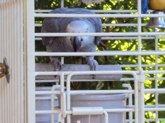 Loving Care Bird Boarding