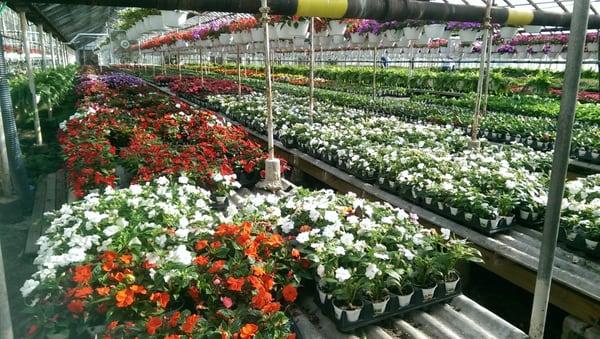 Tomasovic Greenhouses & Nursery