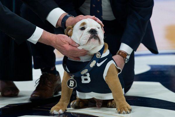 Butler Blue bulldog mascot.