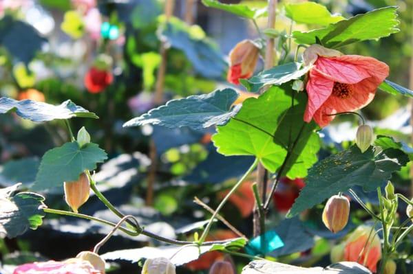 Abutilon is a favorite plant  sold at Magnolia Gift and Garden