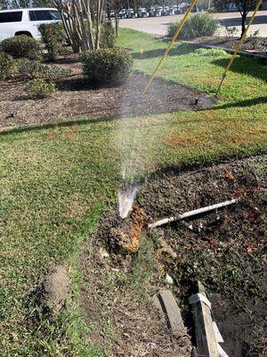 Broken Sprinkler Head in Lafayette, LA