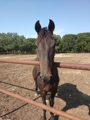 A good roll in the mud on a hot day - Loved this horse!