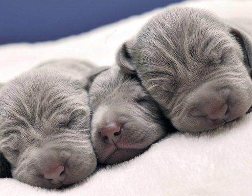 Puppies a few days old.