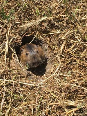 We stood really still for like 15 minutes and got to see the gopher!