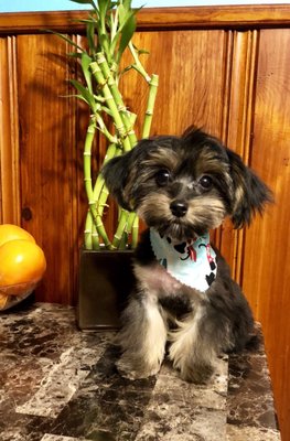 First Haircut