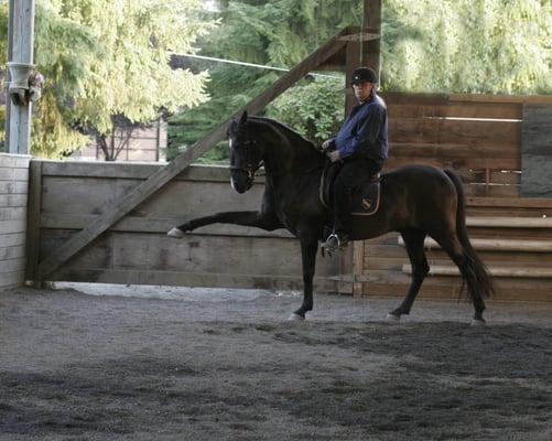 Spanish Walk on Lochinvar: Craig Stevens trains horses in a calm, peaceful way that brings out the best in them.