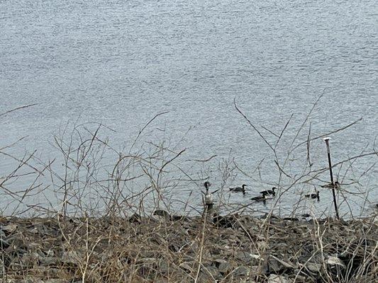 Merganser ducks