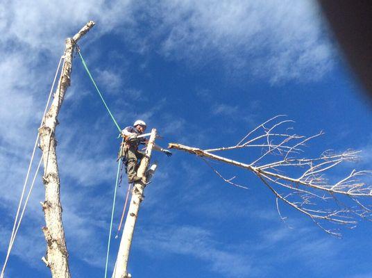 Safety is a priority at Alpine Arborists' Professional Tree Care