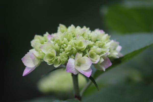 Gorgeous!! It's a hydrangea!