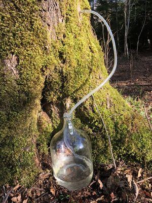 Maple syrup tap producing sap at the last Maple Syrup Workshop at Malaney Creek Farm.