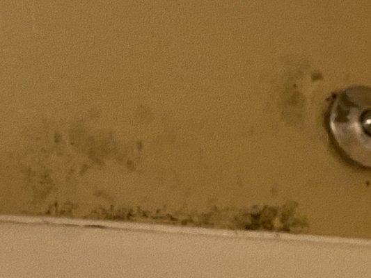 Mold all over shower