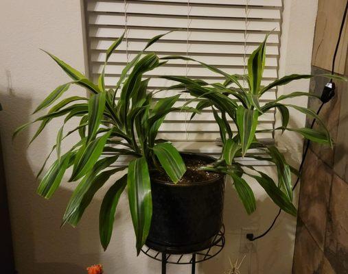 Dracaena lemon lime in her home