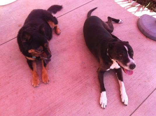 Ginger and Lucy Tired after their walk.