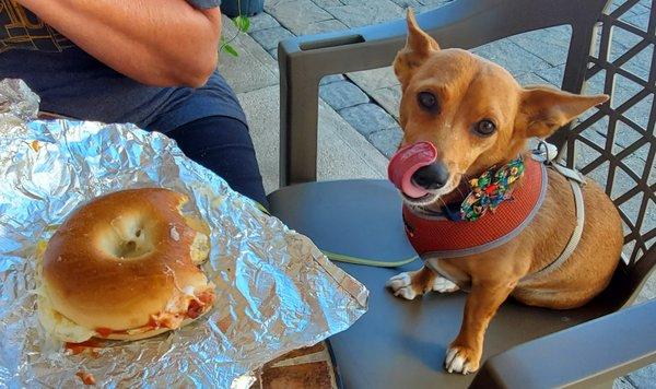 Breakfast Bagel, egg, bacon and cheese and Buddy waiting for his bite!