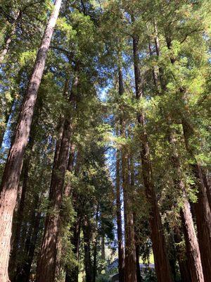 Beautiful Redwoods