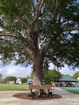 A bench under a tree.