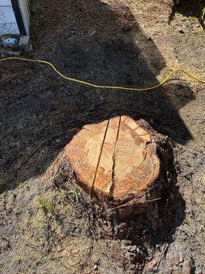 Pine tree removal stump