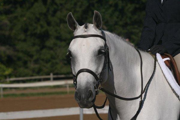 Starz Equestrian Center