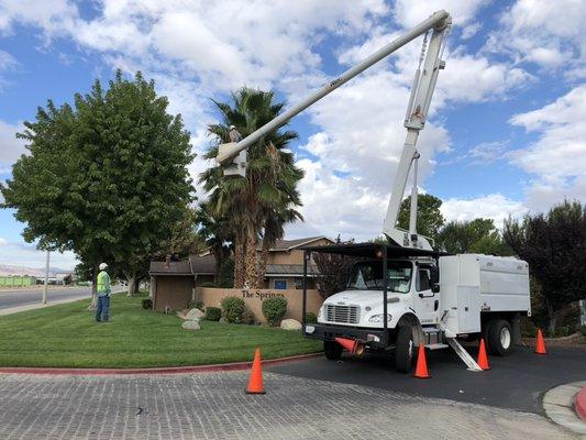 Our tree crews trimming some palm trees. Safety first!