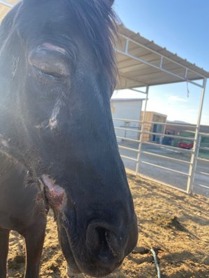 Injuries to my horse Kyle canyon ranch caused