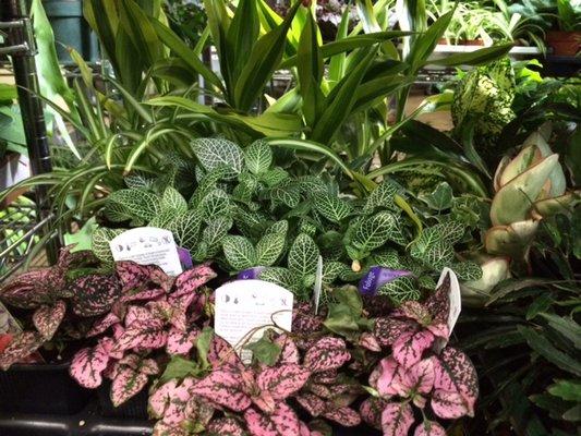 Blooming and foliage plants are available year-round from Kennicott Brothers.