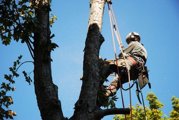 Florence Tree Service