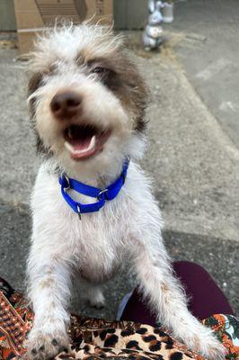 Chewbacca
 Chief Morale Officer and Shop Dog