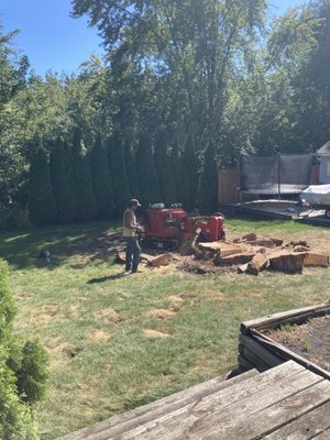 Grinding the stump with remote controlled grinder