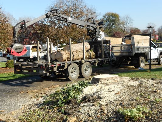 Cut up trunk ready to haul away.