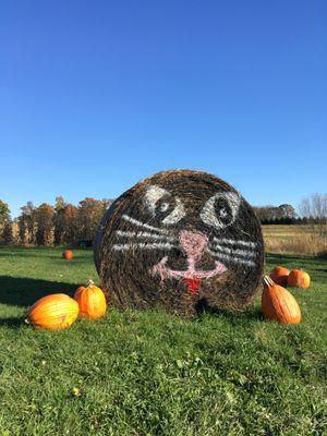 More than a great place to get pumpkins in the Fall. Check it out for local produce, canned goods, and honey any time of year!