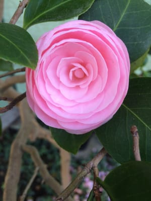 Beautiful pink button rose in a tree, near the main entrance of Saint Thomas Aquinas catholic church.