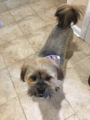 Fresh cut and always delivered with the cutest seasonal bandanas.