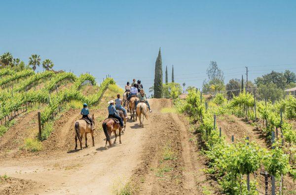 Beautiful vineyard tours by horseback