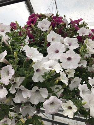 Beautiful sun loving wave petunia baskets.