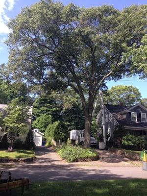 Removal of Oak Tree in Braintree