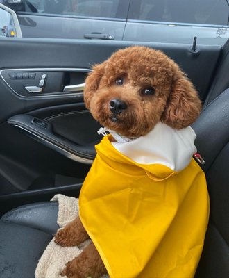 This is also after a grooming session. He's very well taken care of.