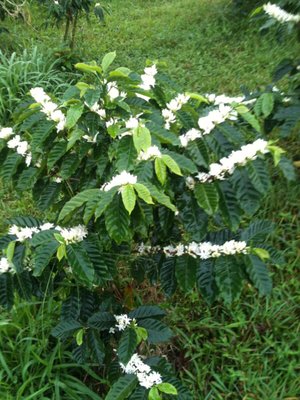 Coffee trees -Divine Hawaiian Coffee