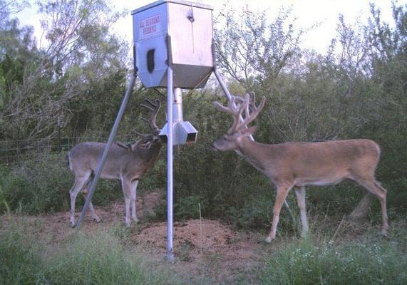 300lb protein feeder